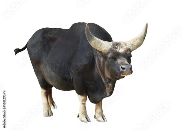 Obraz Bull isolated