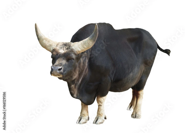 Obraz Bull isolated