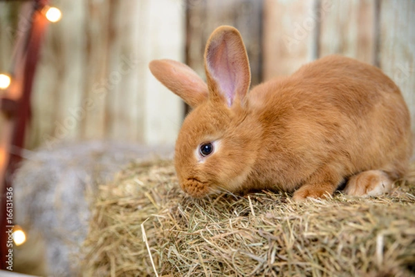 Fototapeta red little rabbit with long ears in the manger