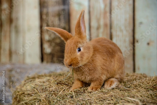 Fototapeta red little rabbit with long ears in the manger