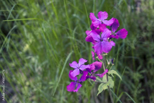 Obraz Meadow Flowers