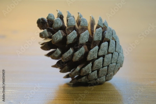 Obraz Pine Cone