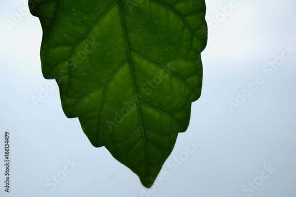 Obraz Green Leaf Close-up