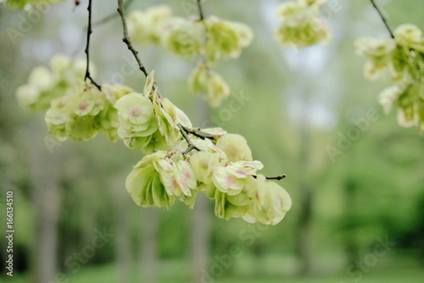 Obraz Tree Blossom