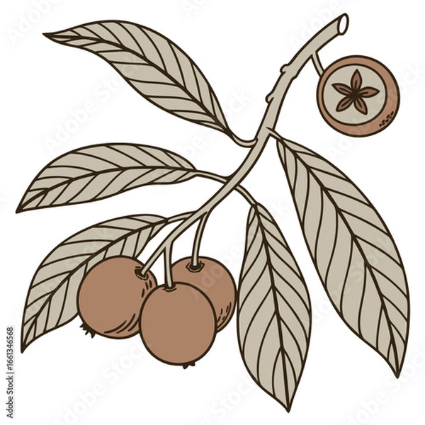 Fototapeta Loquat branch illustration with ripe fruits and leaves in a naturalistic style for botanical designs