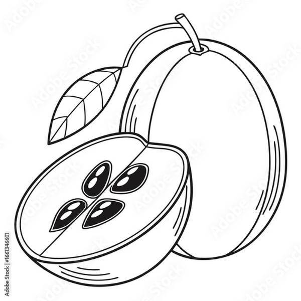 Fototapeta Quince fruit illustration with a half slice showing seeds, detailed line art of a fresh harvest from the orchard or garden