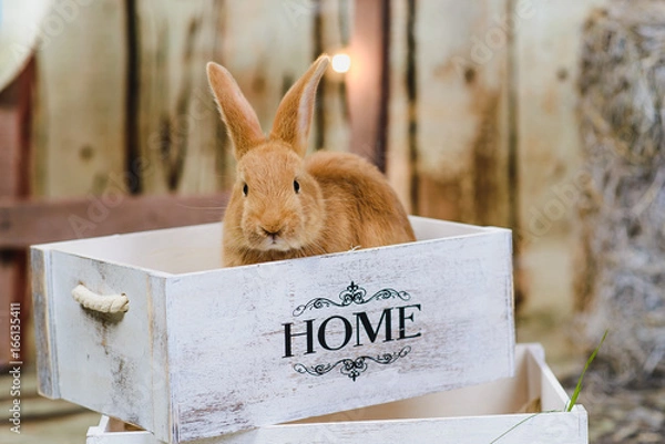 Fototapeta red little rabbit with long ears in the manger