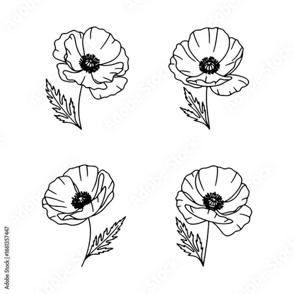 Fototapeta Four poppy flowers are drawn with a line art technique on a white background, and could be used for botanical art.