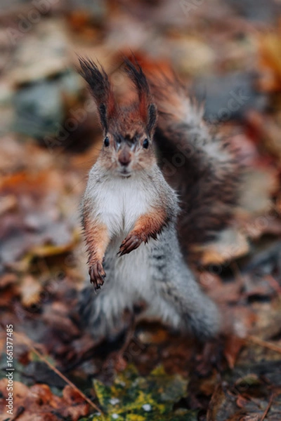Fototapeta A red squirrel in the autumn forest in its natural habitat. A close-up portrait of a squirrel. The forest is full of muted colors on the eve of winter.