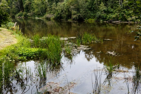 Fototapeta Green with trees and bushes overgrown the riverbank in Latvia