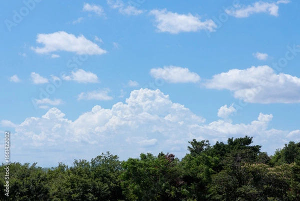 Fototapeta 木々と遠くの大きな入道雲