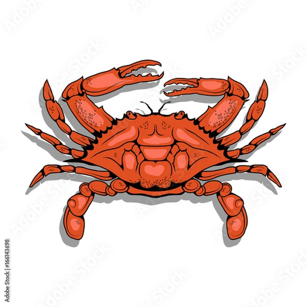 Fototapeta Grafika wektorowa kraba atlantyckiego. Na białym tle Kolekcja Ocean Delicacies