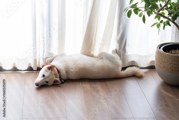 Obraz 見つめる白い犬