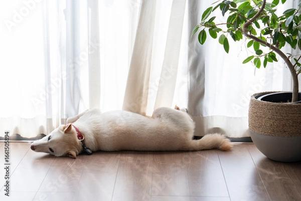 Obraz 見つめる白い犬