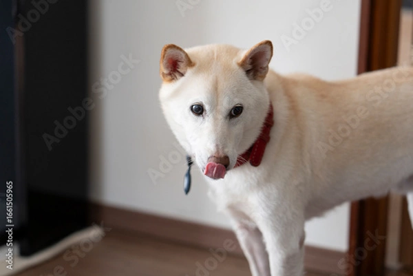 Obraz 見つめる白い犬