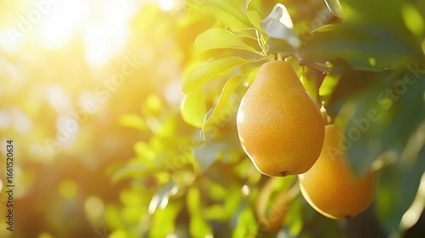 Fototapeta Ripe yellow pears hanging on a tree branch in the sunlight during a warm afternoon in an orchard