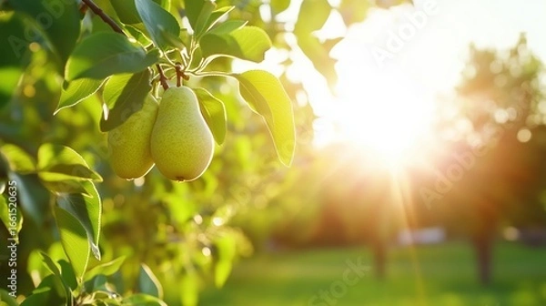 Fototapeta Pears ripening on a tree in the sunlight during late afternoon in a serene garden