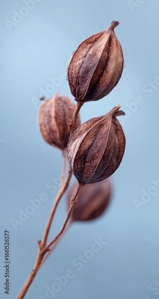 Fototapeta Close-up of three dried seed pods, light brownish-red, on a delicate branch, against a muted, light-blue backdrop