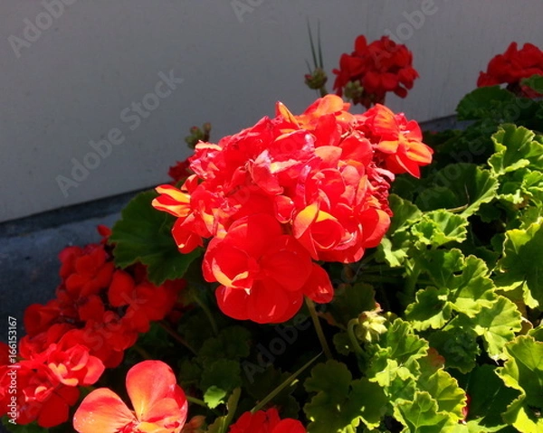 Fototapeta Red Orange Flowers