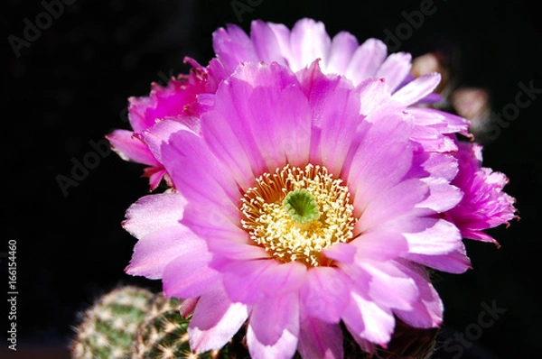 Obraz Pink Cactus Flower 3