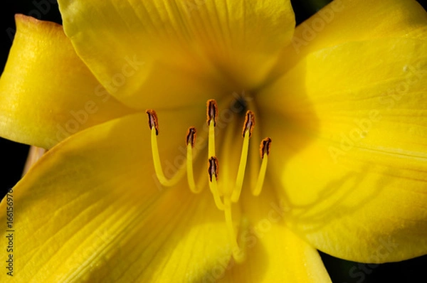 Obraz Yellow Flower Close-Up