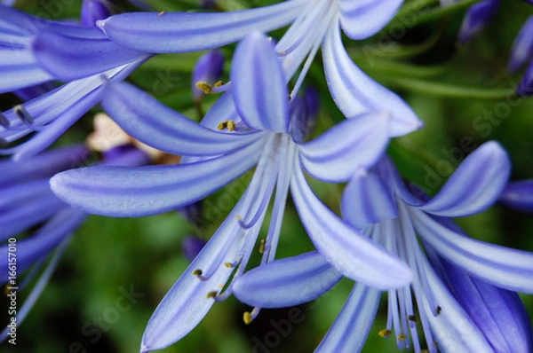 Obraz Lavender Blue Flower