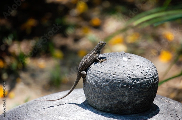 Obraz Lizard on a Stone
