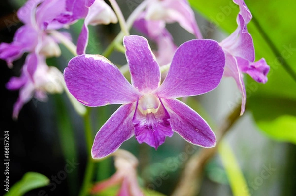 Obraz Purple Flower 1