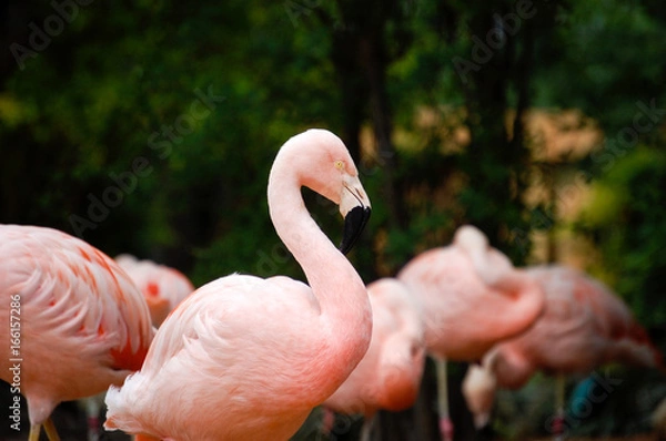 Obraz Pink Flamingo Group