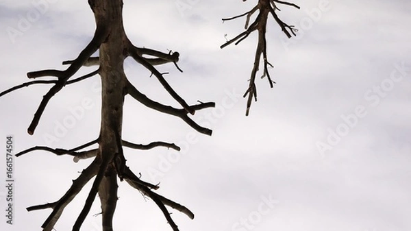 Fototapeta floating wood roots against the sky