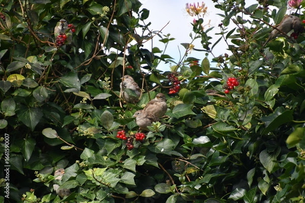 Obraz Spatzen in einem Waldgeißblatt