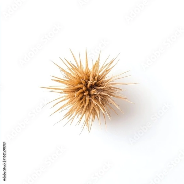 Fototapeta Dried, light-tan toothpick cluster, radiating from a central point