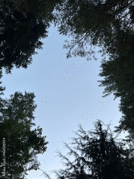 Obraz a flowering tree in the spring season