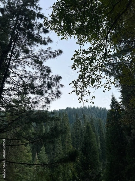 Obraz a flowering tree in the spring season