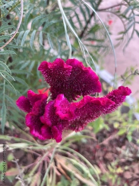 Obraz purple flower in the garden