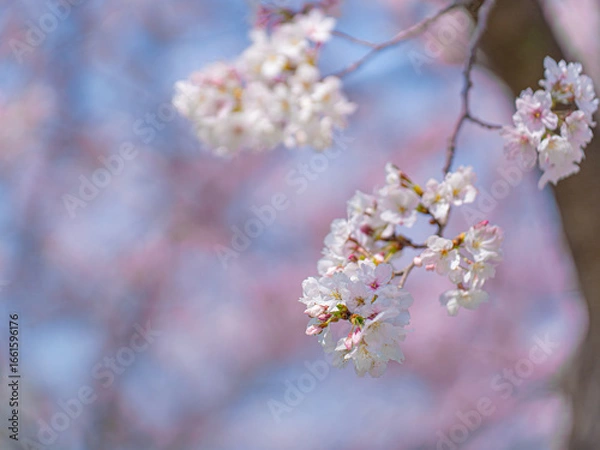 Fototapeta 大阪城公園の桜と青空