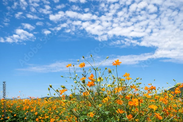 Fototapeta キバナコスモスと青空