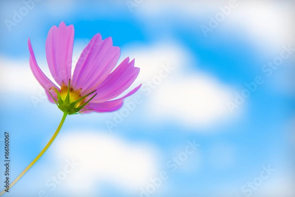 Fototapeta コスモスと青空