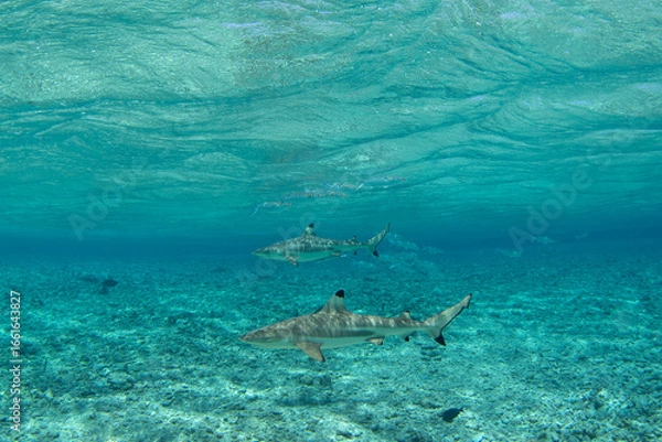 Fototapeta A blacktip reef shark is patrolling the Fakarava atoll. A carcharhinus melanopterus in the Pacific Ocean.  A paradise on an exotic island.