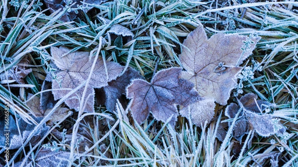 Obraz Frozen Leaves