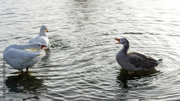 Obraz Ducks interacting on lake