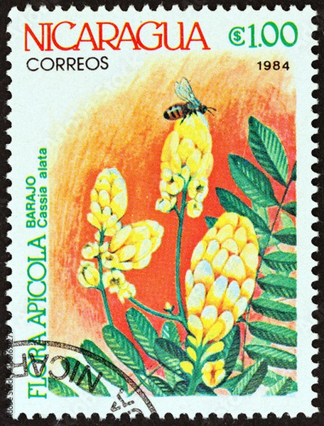 Fototapeta Cassia alata. Agricultural Flowers (Nicaragua 1984)