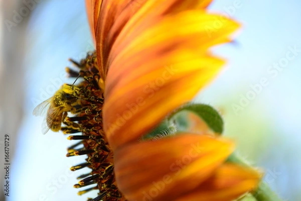 Fototapeta working bee