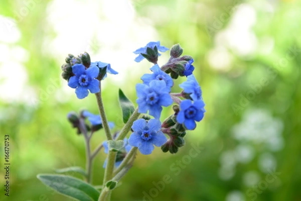 Obraz blue wildflower