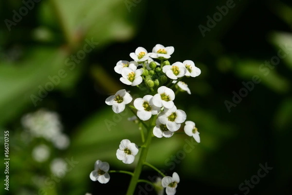 Obraz sweet alyssum