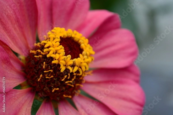 Obraz antique zinnia