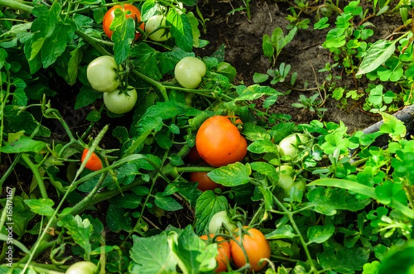 Fototapeta Ripe and unripe tomatoes in garden