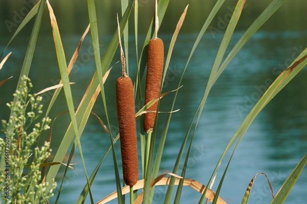 Obraz typha wildplant at lake