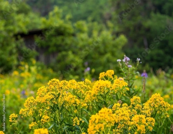 Obraz Wildflowers bloom in a meadow