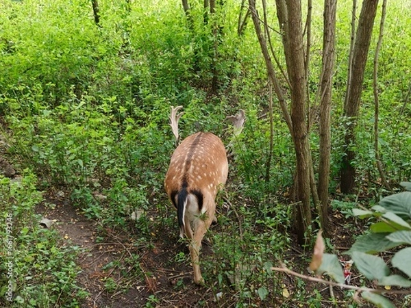 Obraz deer in the park
